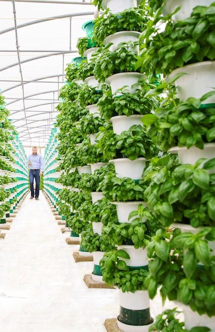 A smart-sensing AI-driven platform for scalable, low-cost hydroponic units